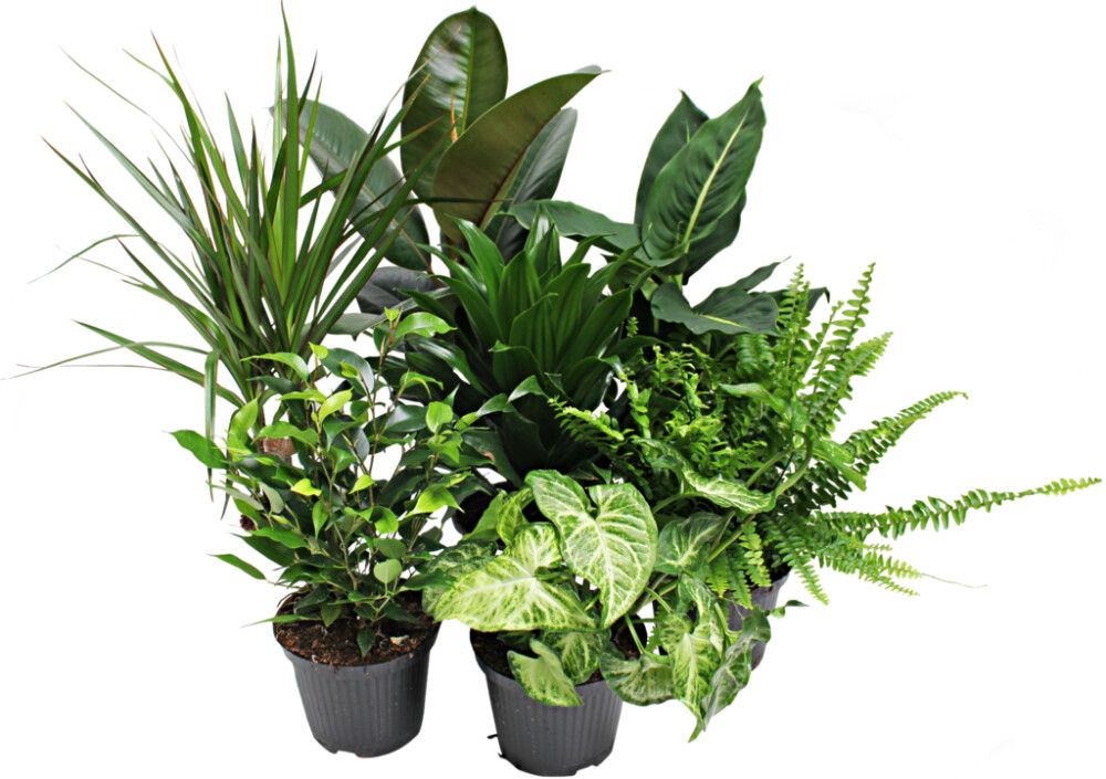 GREEN GROWTH OLIKA SORTERKANNE 12 CM