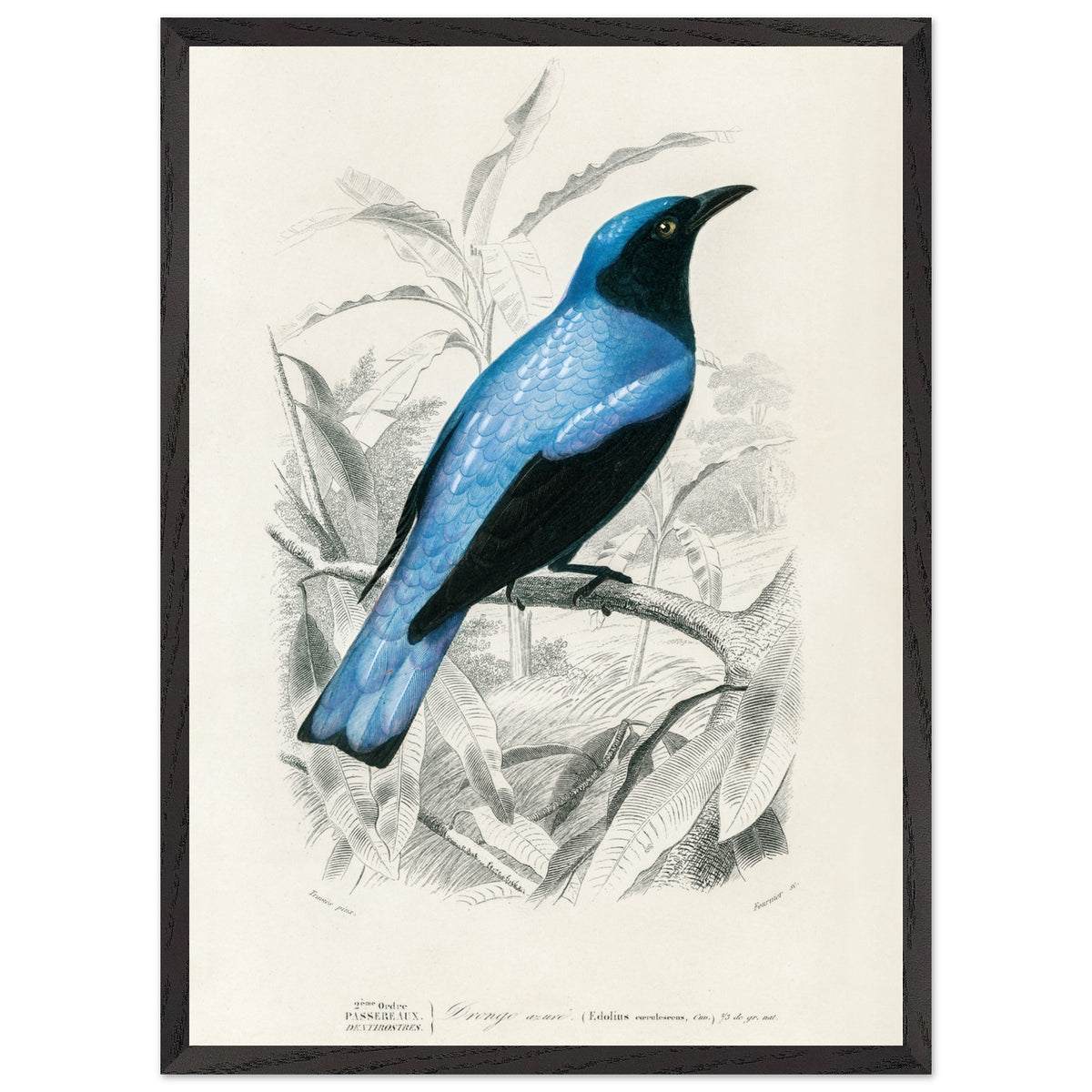 Artfulprints Poster met Lijst Charles Dessalines d'Orbigny - Square-tailed drongo (Edoius caerulescens)  - 50x70 cm - Blauw
