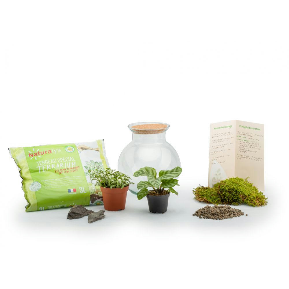 TERRA KIT - Kit terrarium plantes havana s (20 x 19 cm)