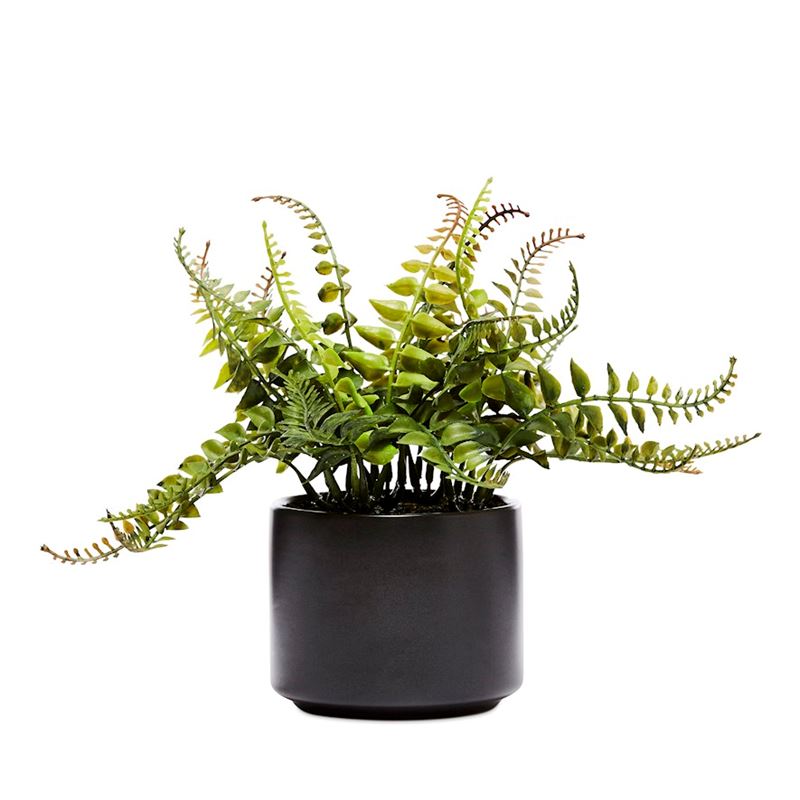 Amour Green Potted Plants