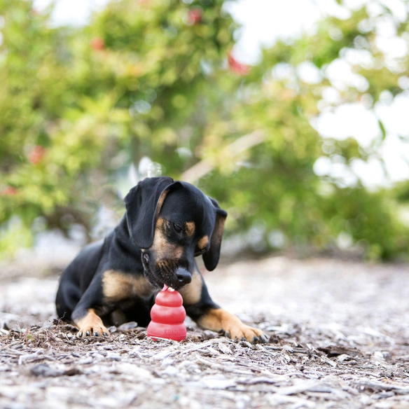 Hundespielzeug, mehrfarbig