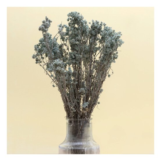Green Gypsophila Bunch 60cm