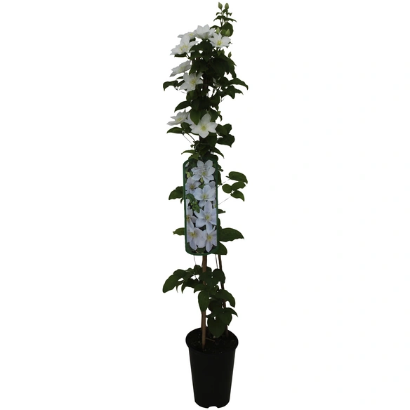Waldrebe, Clematis »Weiß«, Blüte: weiß