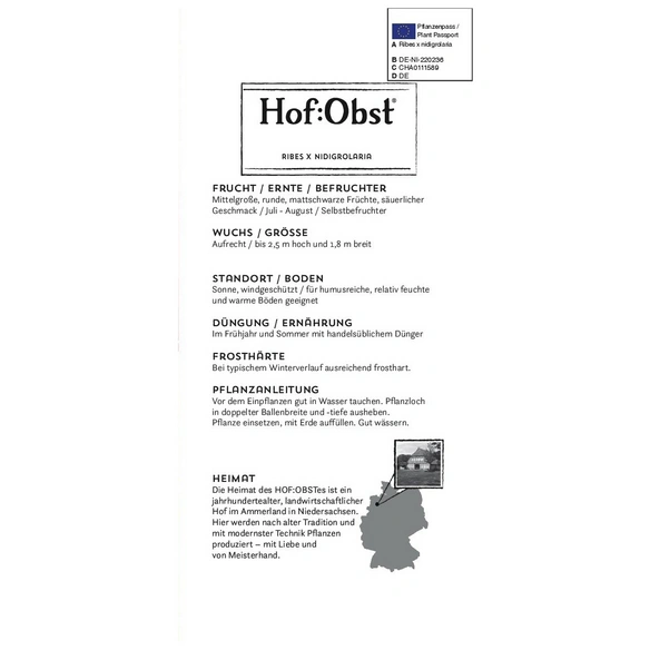 Jostabeere, Ribes nidigrolaria »Jostabeere«, Frucht: schwarz, zum Verzehr geeignet