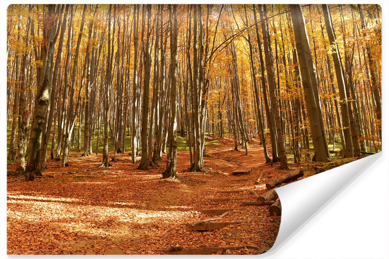 Fototapeta Jesienny LAS Pejzaż 3D 90x60cm