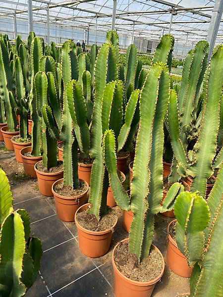 Cactus euphorbia candelabrum Def Papelard - pot