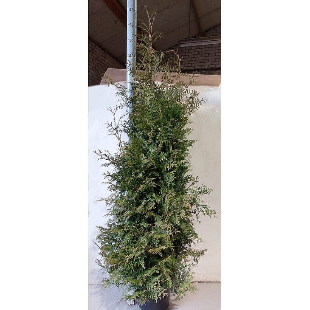 THUJA BRABANT 140-160CM POTTE 24CM