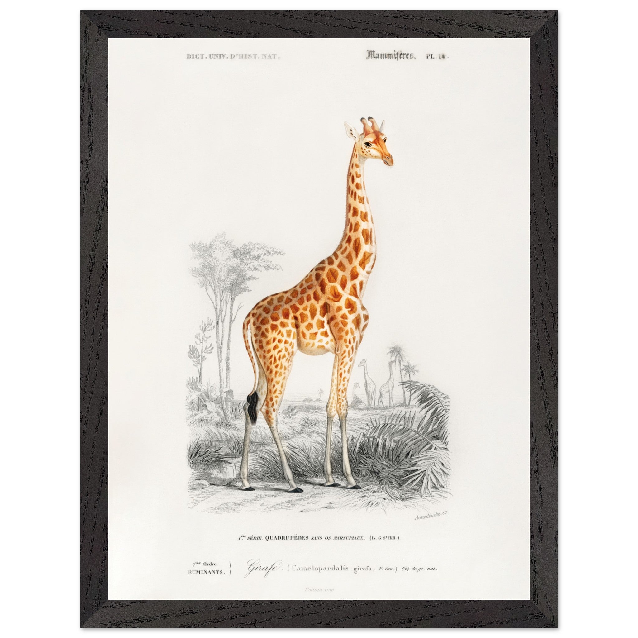Artfulprints Poster met Lijst Charles Dessalines d'Orbigny - Giraffe (giraffa camelopardalis)  - 30x40 cm - Oranje