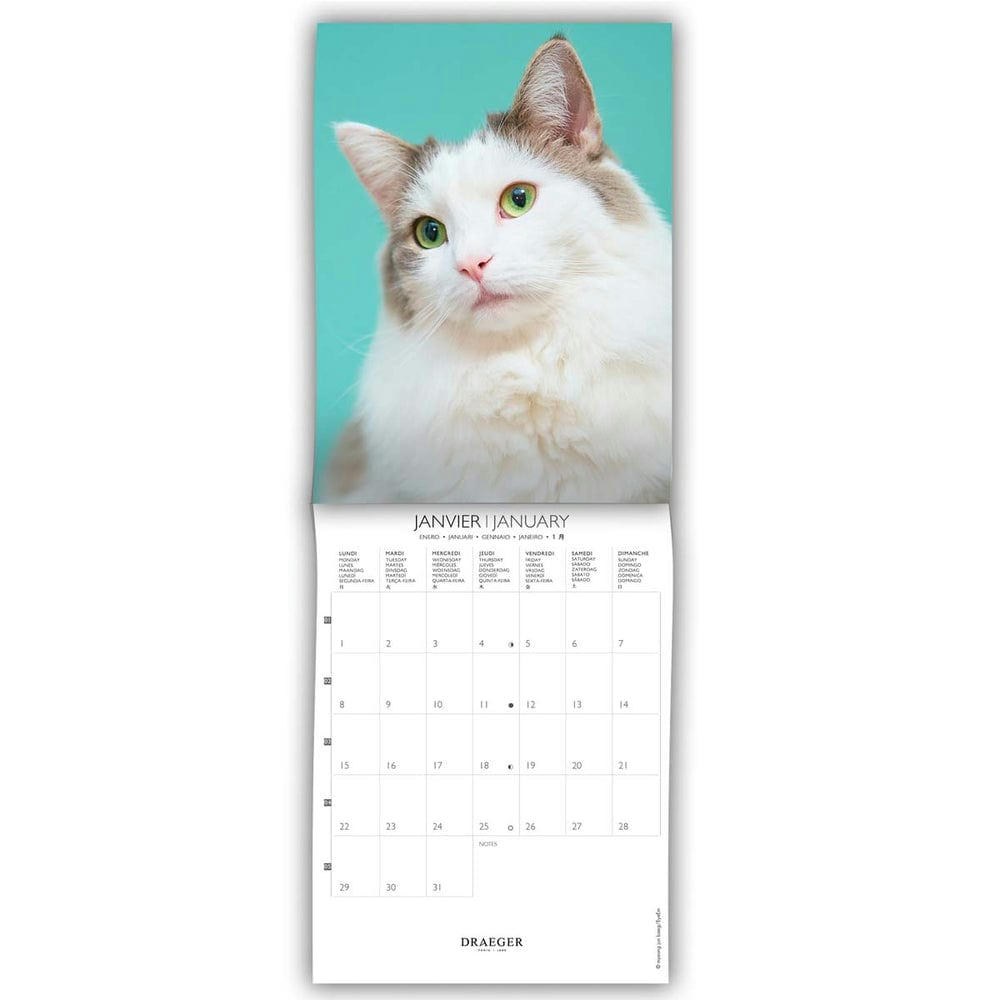 - Petit calendrier mural 14x18  cm - 2024 - Chats