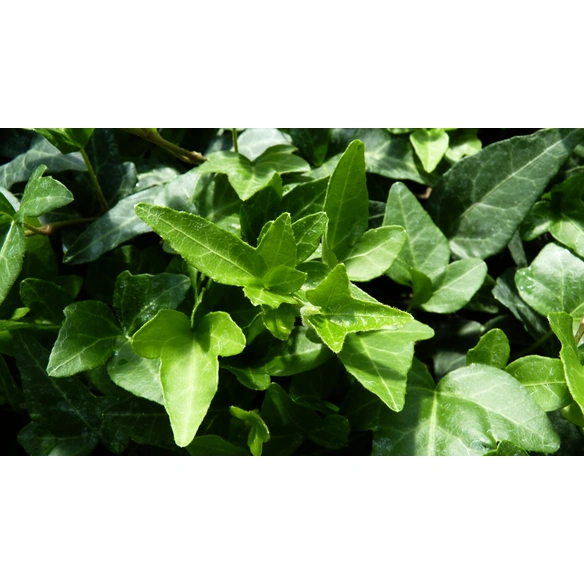 Efeu, Hedera helix »Shamrock«, Blattfarbe: grün