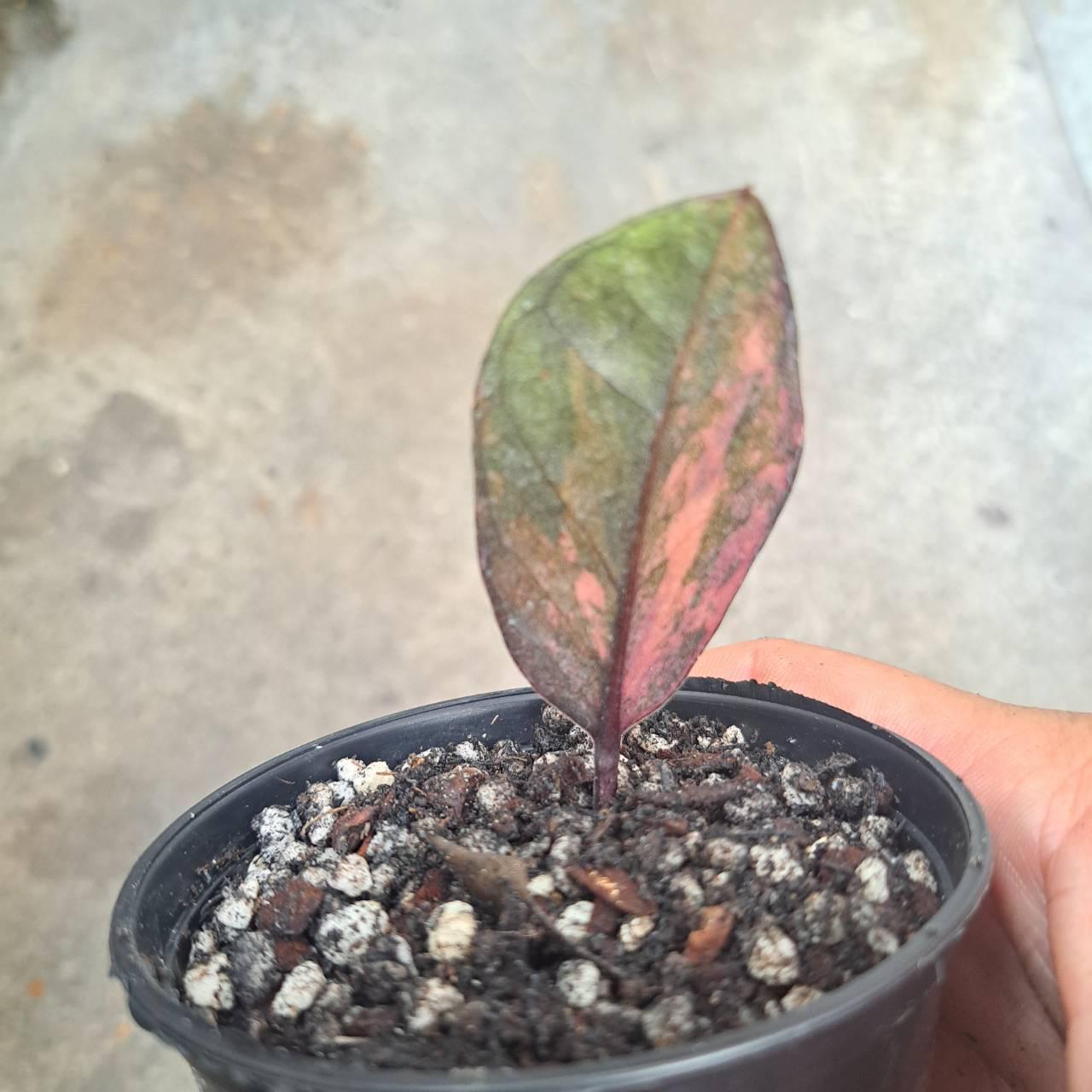 Zamioculcas zamiifolia Rooted Plant Raven Orange Black Green Variegated ZZ Plant Rare Multicolor 05