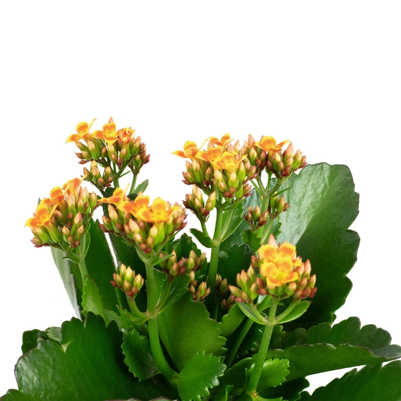 Flammendes Kaethchen, Kalanchoe blossfeldiana, Blütenfarbe: orange