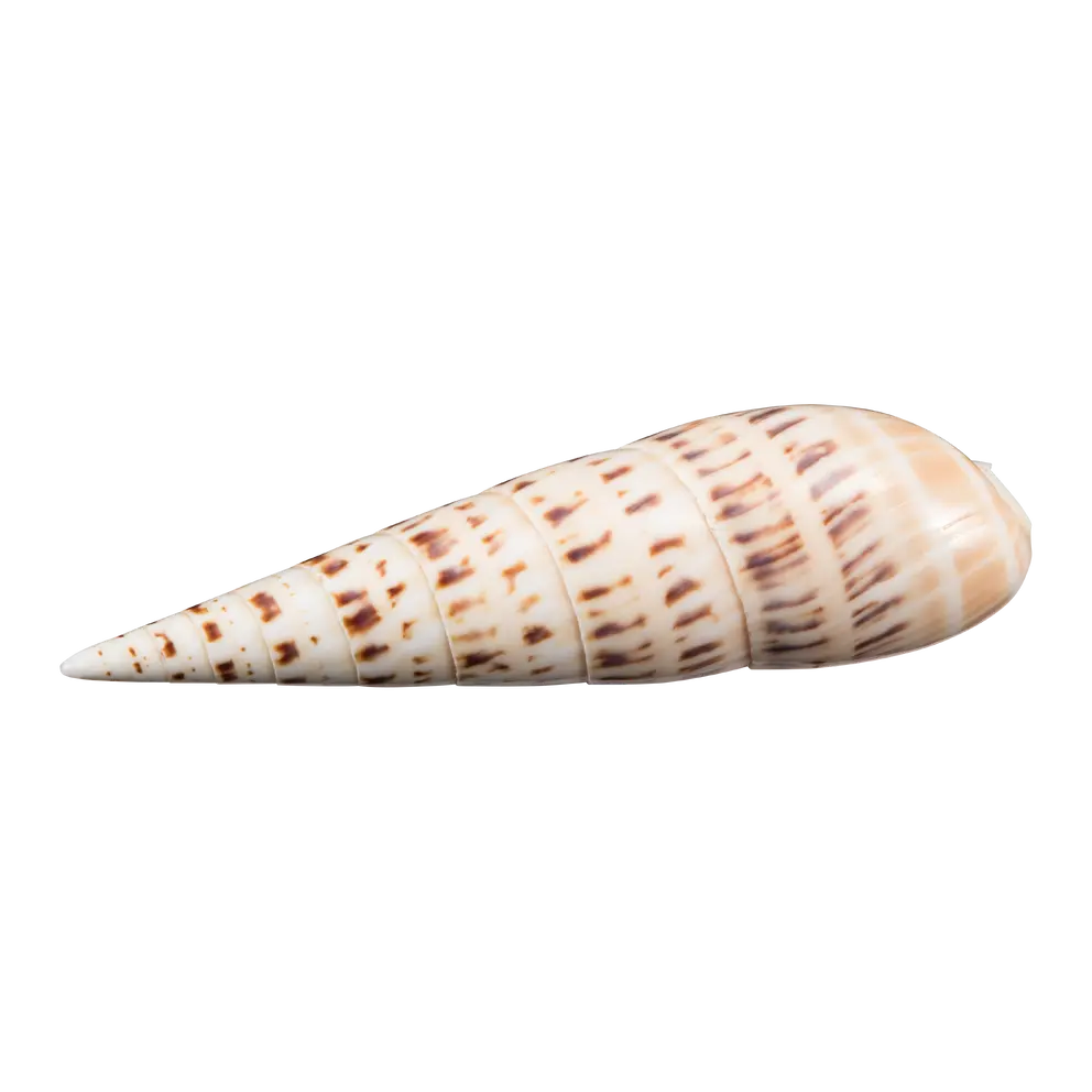 Muschel Muschel