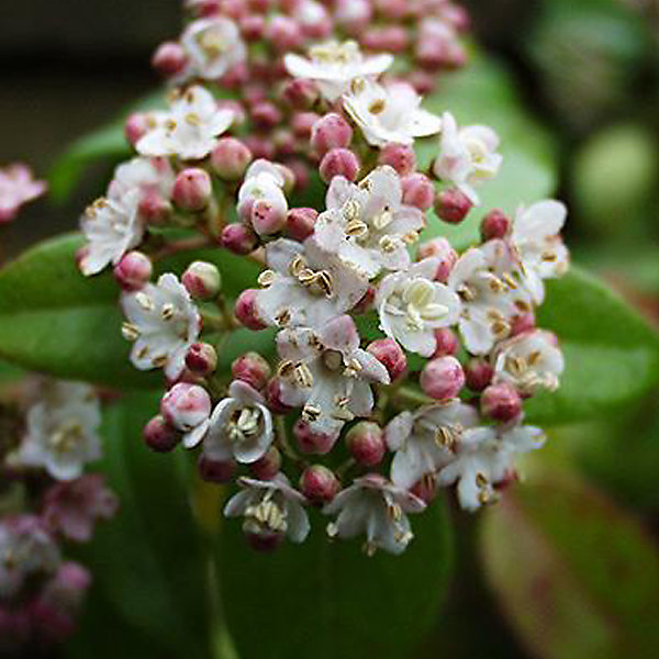 2 x Viorne tin, Laurier tin 'Eve Price' - Viburnum tinus 'Eve Price'- 30-40 cm pot