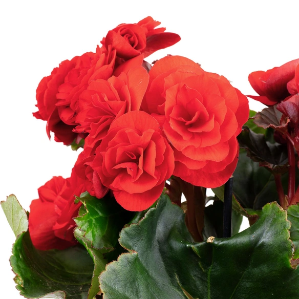 Begonie, Begonia Elatior-Hybriden, Blütenfarbe: rot