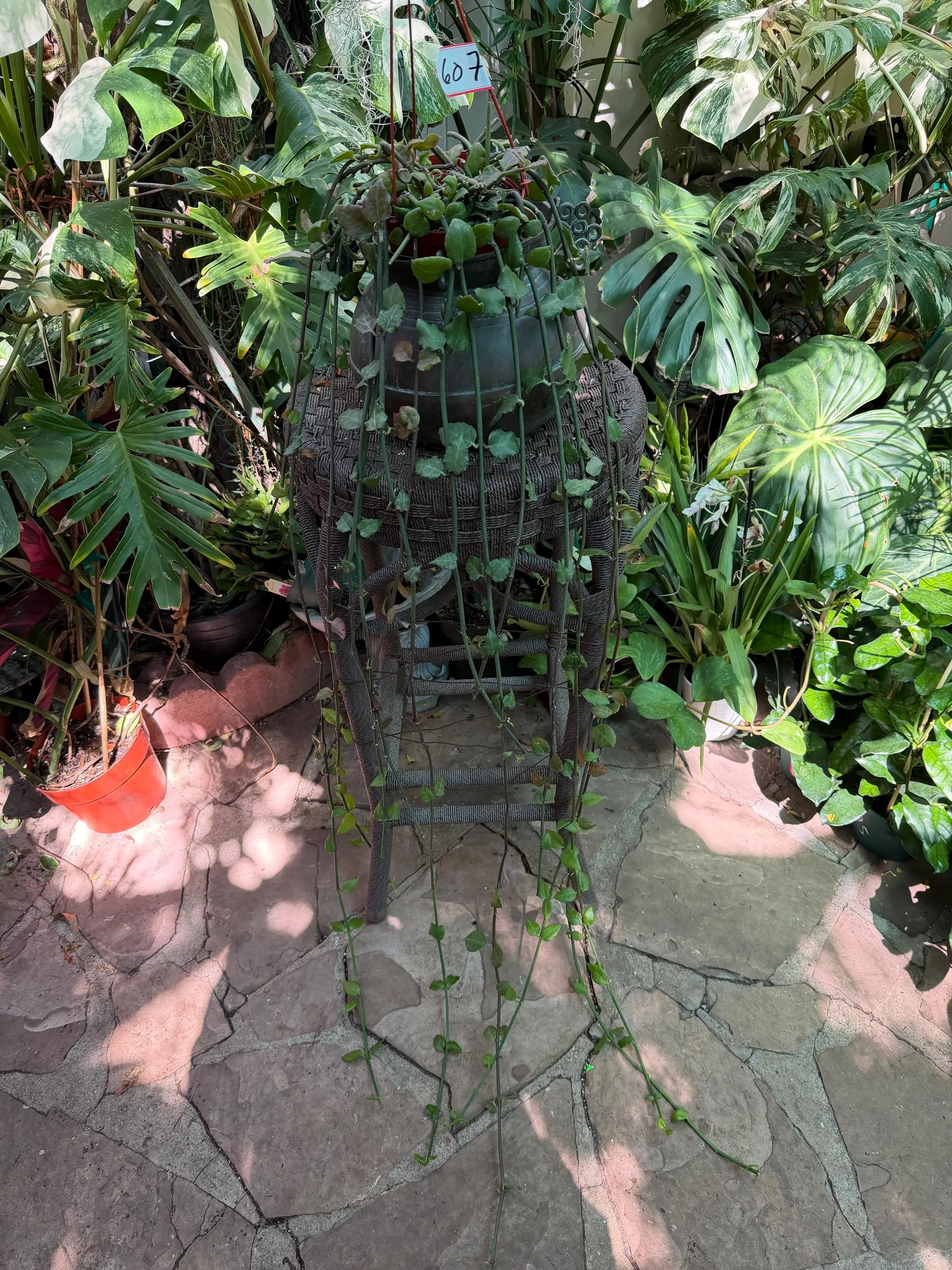 Large Ceropegia Sandersonii /Parachute Plant 6 inches pot