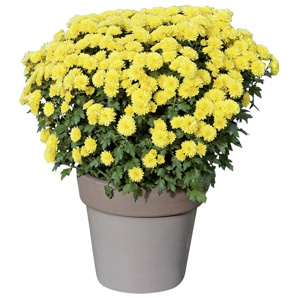 Chrysantheme, Chrysanthemum indicum, max. Wuchshöhe: 100 cm, Blüte: mehrfarbig