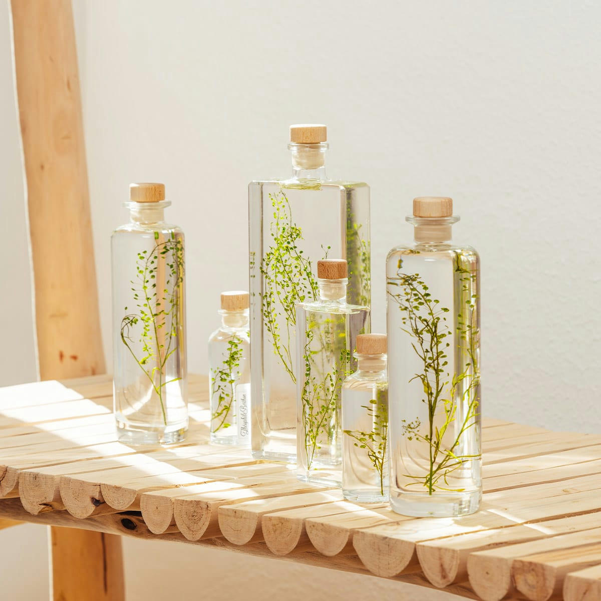 HERBARIUM DE THEOPHILE - Plante immergée Lepidium vert