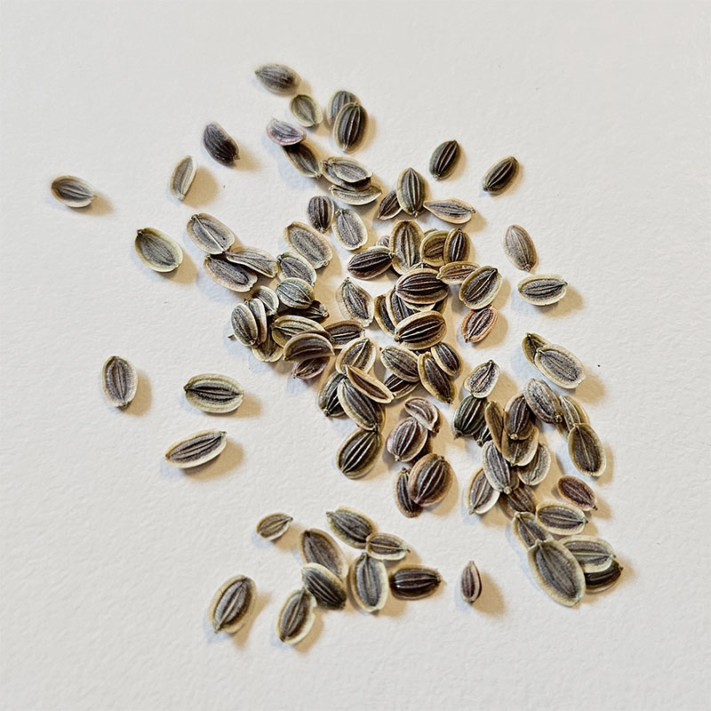 Dill 'Vierling'