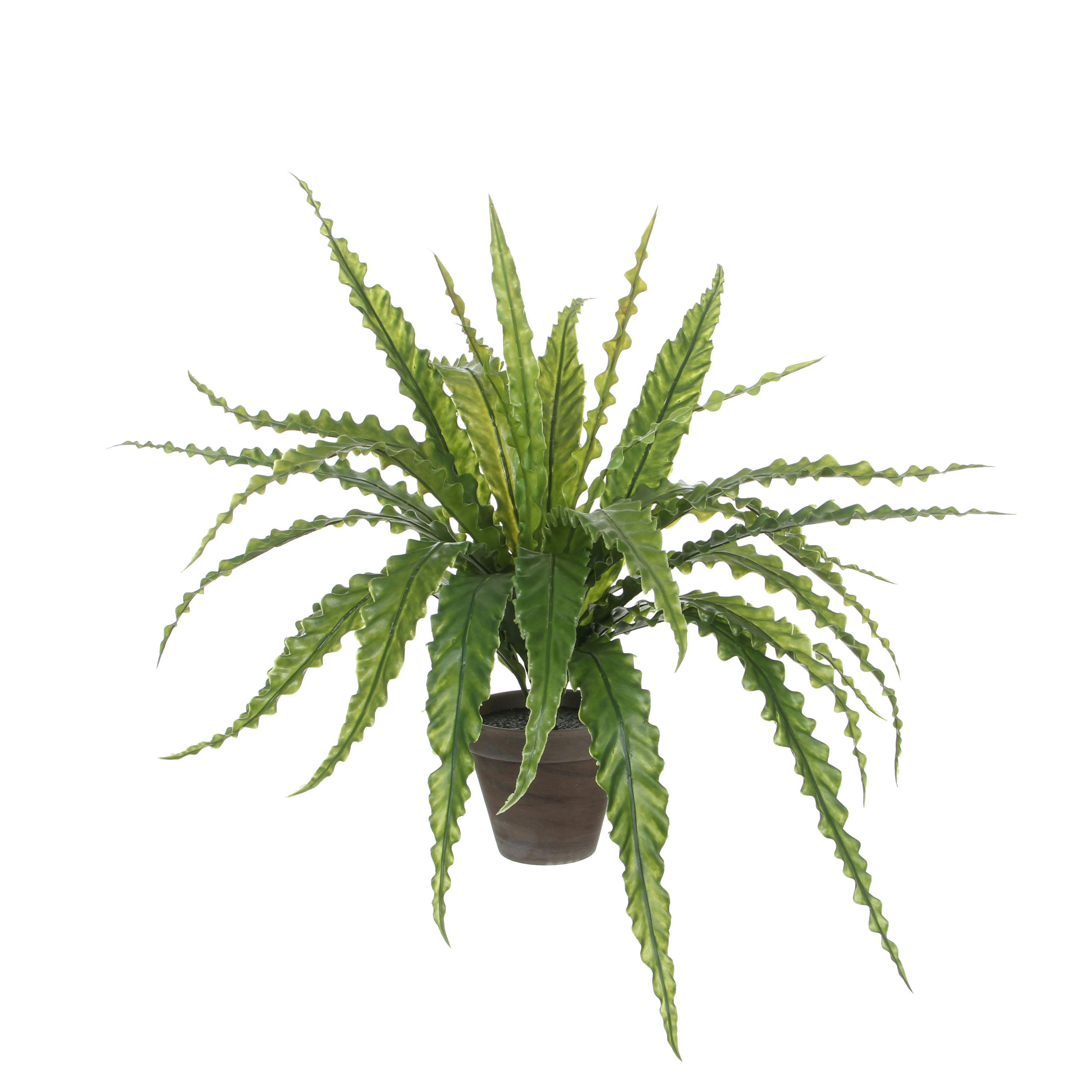 - Asplenium artificielle en pot H50