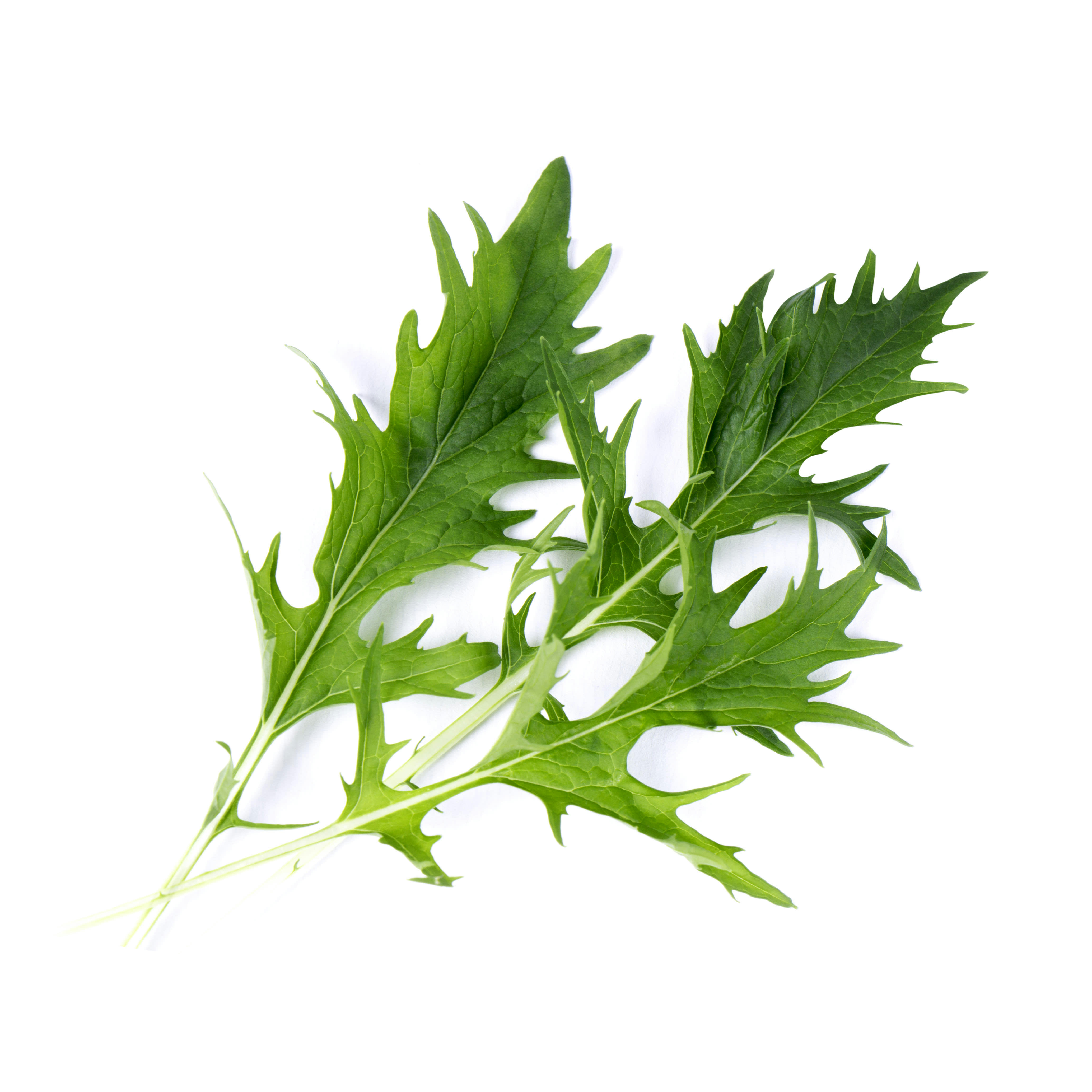 Lingot® - Lingot Mizuna BIO - Recharge prête à l'emploi