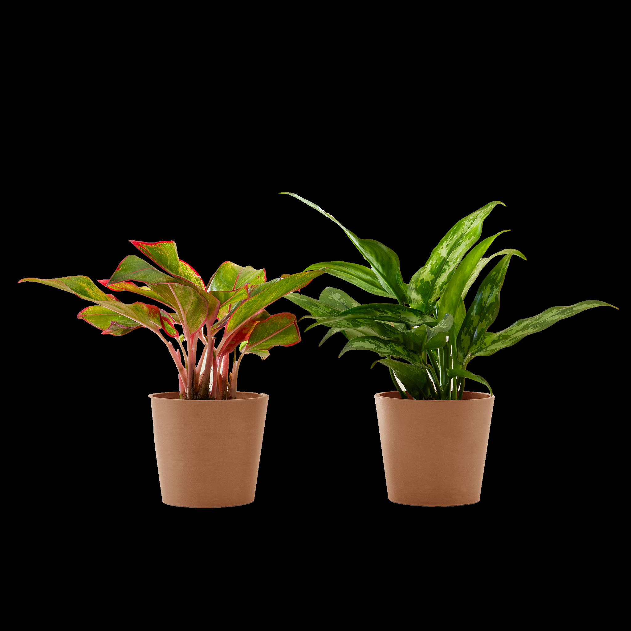 - Plante d'intérieur - Duo d'aglaonema 25 cm en pot terra