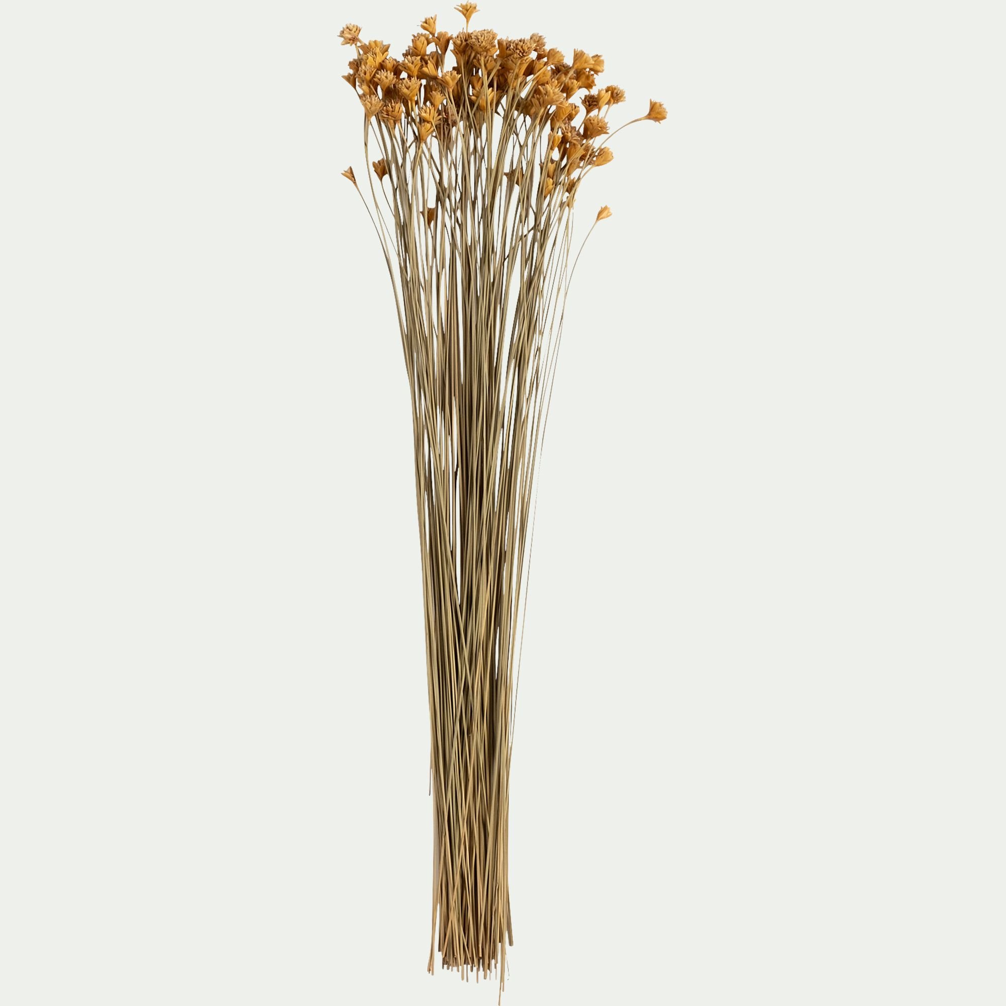 FLORALIE - Bottes d'immortelle h55cm - naturel