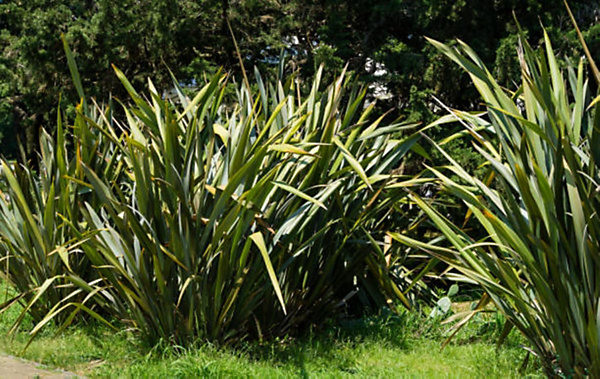 Arbres et plantes - PHORMIUM tenax variegatum c10l. 60/90 - 150cm - Rouge et jaune - Extérieur