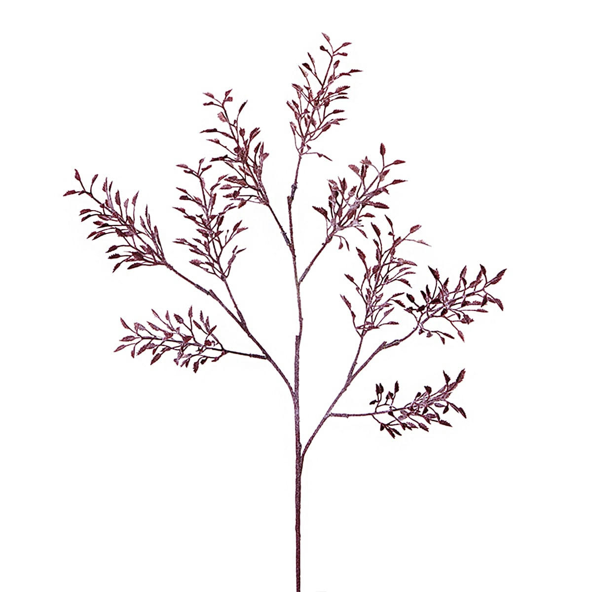 - Glycine embrumée H79