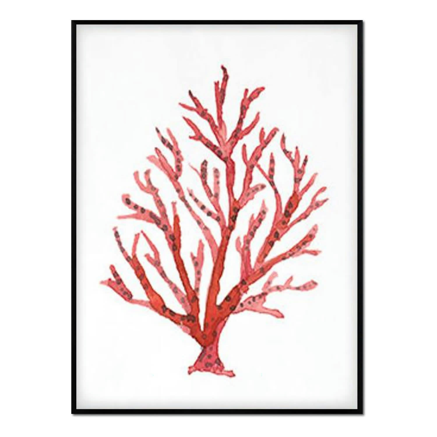 CORAL - Affiche avec cadre noir - Corail - 30x40