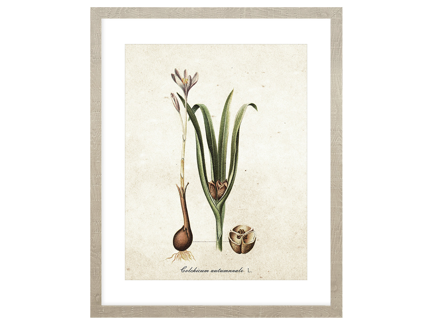 Obraz w ramie Botanical Plant No. 1 43x53 cm