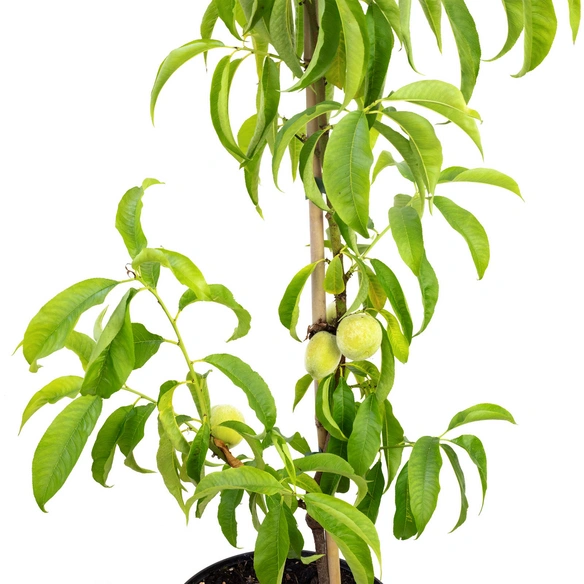 Säulenpfirsich, Prunus Persica