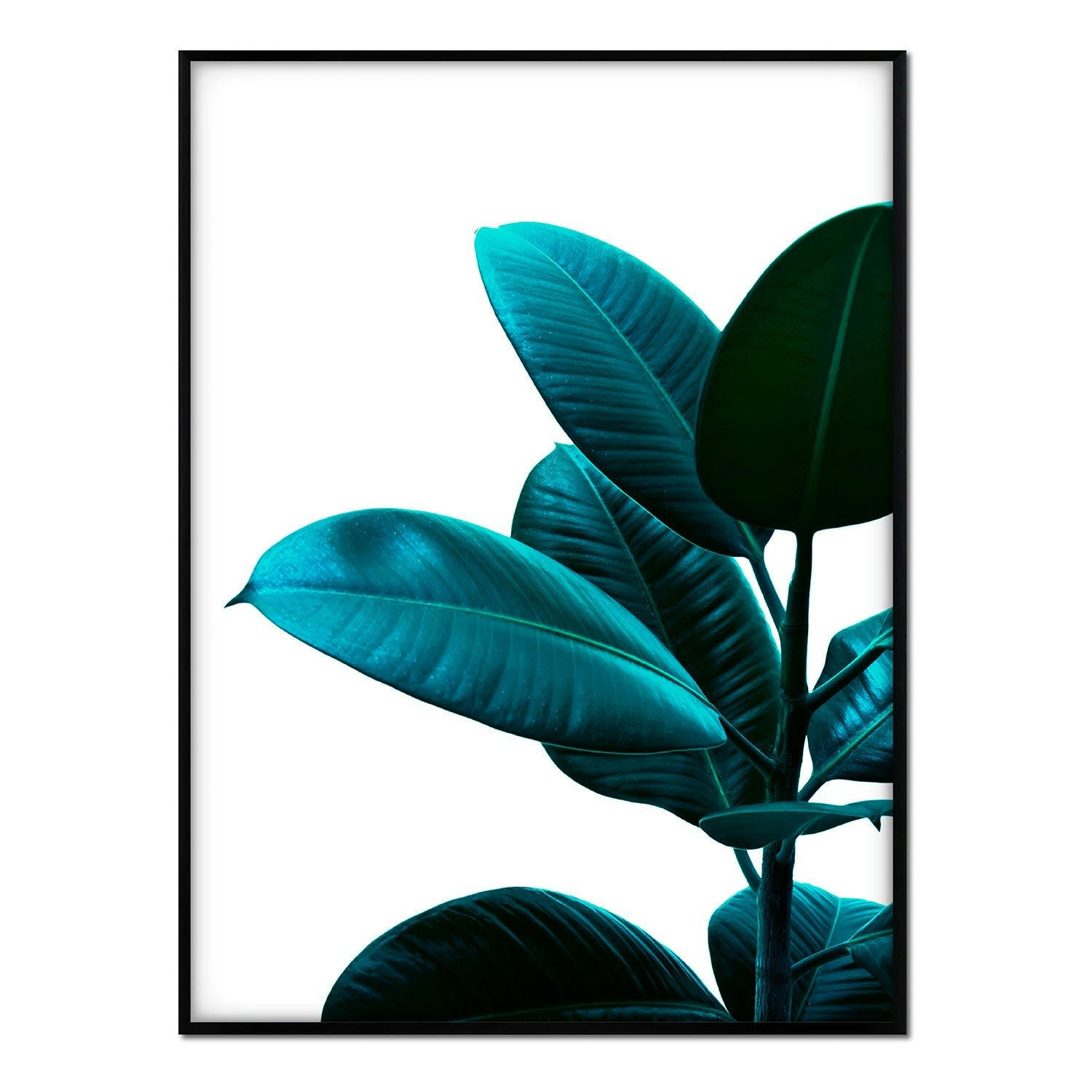 PLANTAS - Affiche avec cadre noir - Fijus couleur saturée - 30x40