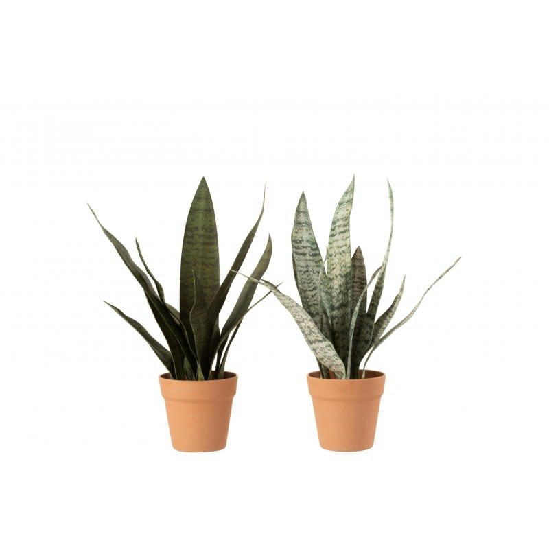 - Sanseveria synthétique vert + pot terracotta H50cm - Lot de 2