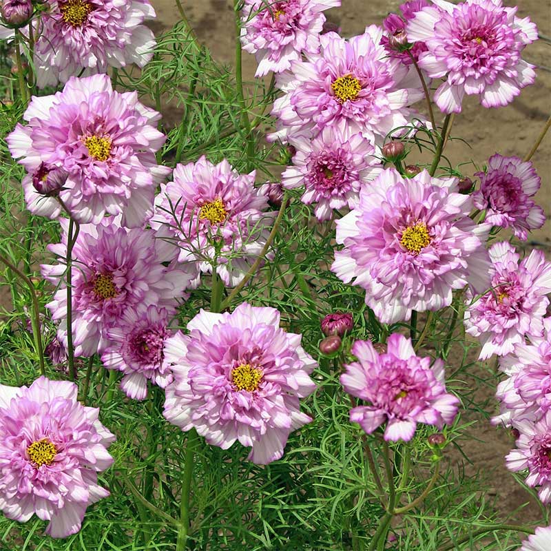 Rosenskära 'Double Click Bicolour Pink'