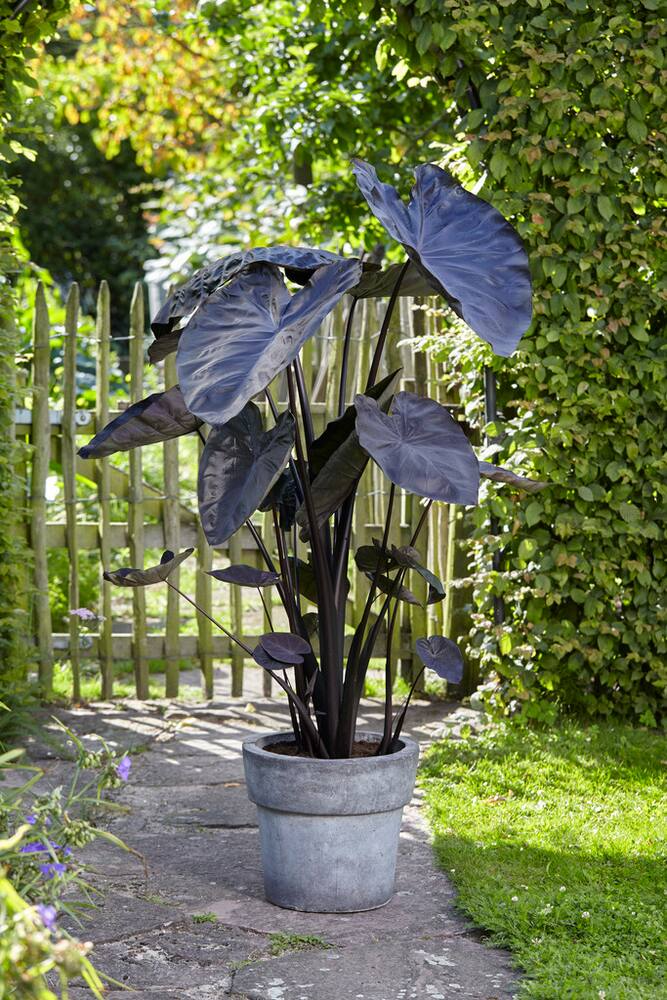 Bulbs Are Easy, Elephant Ear Bulb, Colocasia Cintho Black Coral, Ready to Plant for your Home Garden