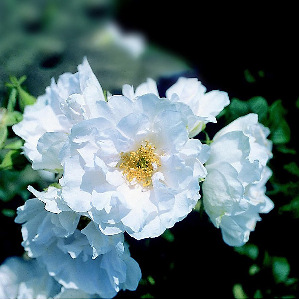 2 x Kordes-Rugosa - Rosa 'White Roadrunner'