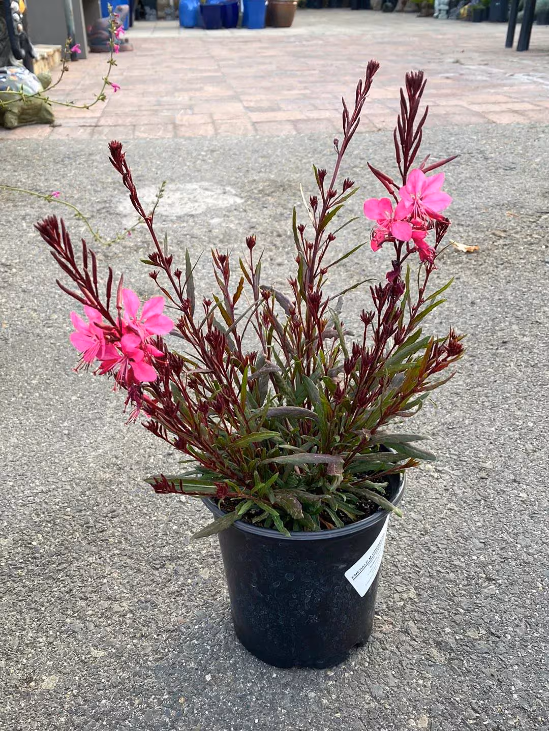 Gaura Dark Pink Butterflies