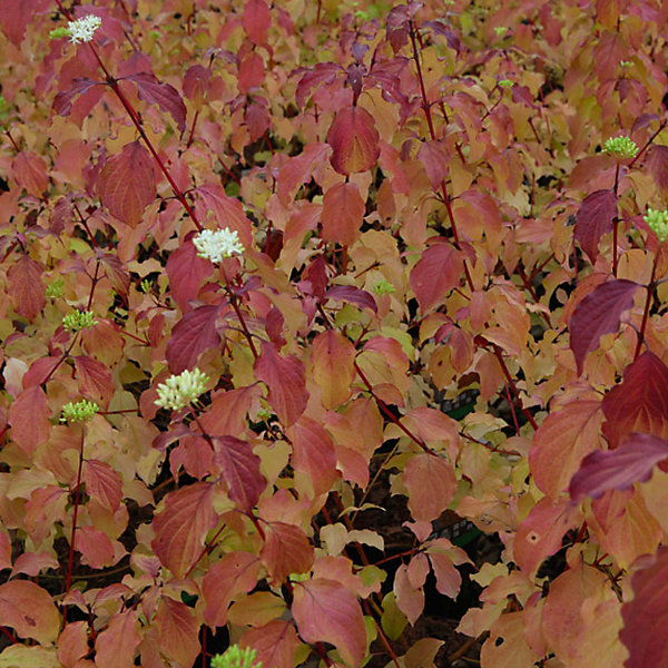 Cornouiller sanguin 'Winter Beauty' - Cornus sanguinea 'Winter Beauty'- 60-80 cm pot