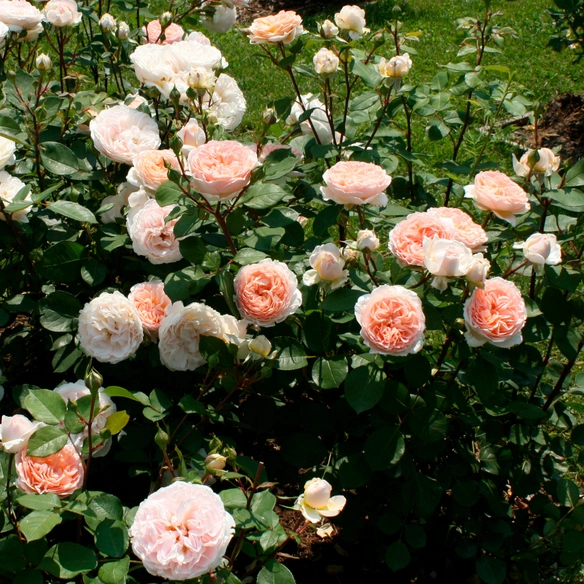 Beetrose, Rosa »Märchenzauber®«, Blüte: apricot, gefüllt