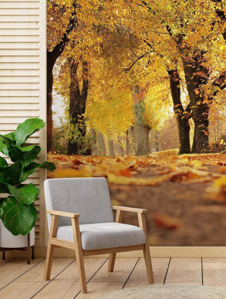 Feeby Fototapeta, Złota jesień w parku 100x140