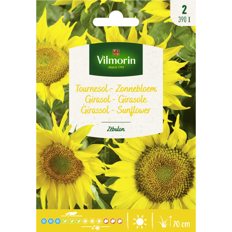 Semences de tournesol Zebulon VILMORIN