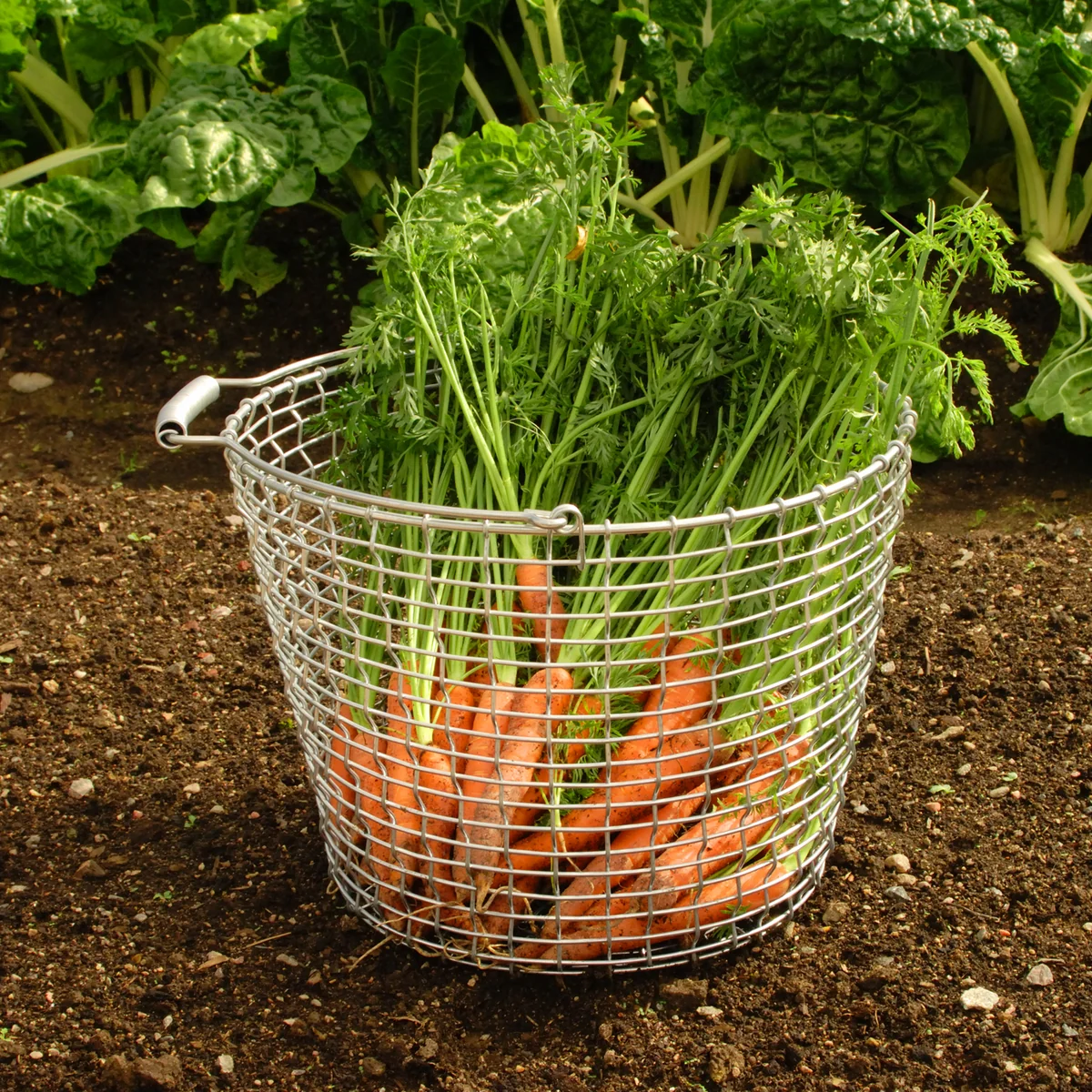 Korbo - Bucket 24, Edelstahl
