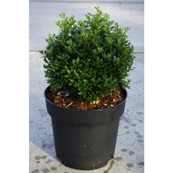 Japanische Stechpalme, Topf Durchmesser: 21 cm, grün