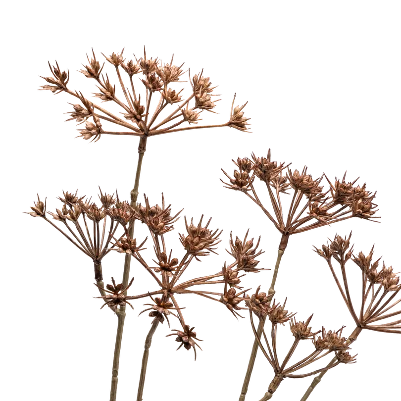 Dekozweig Dried-Grass