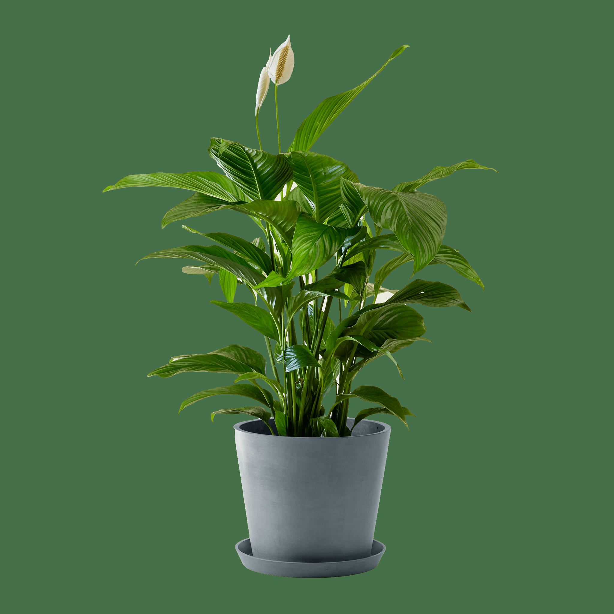 - Plante d'intérieur - Spathiphyllum 100 cm en pot bleu gris