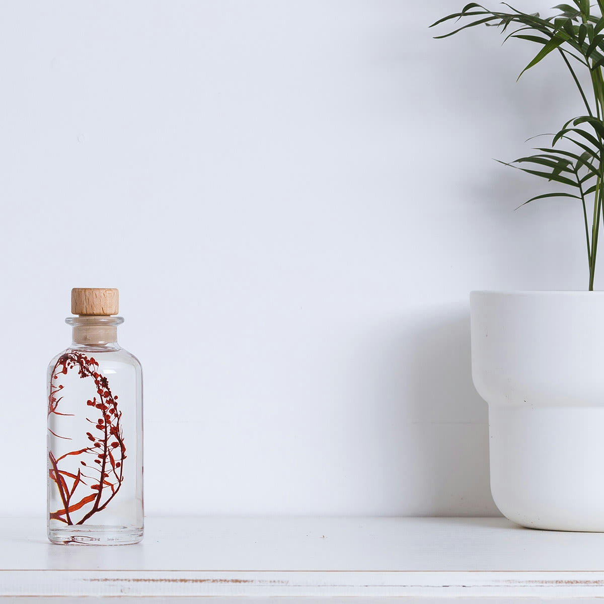 HERBARIUM DE THEOPHILE - Plante immergée Lepidium rouge