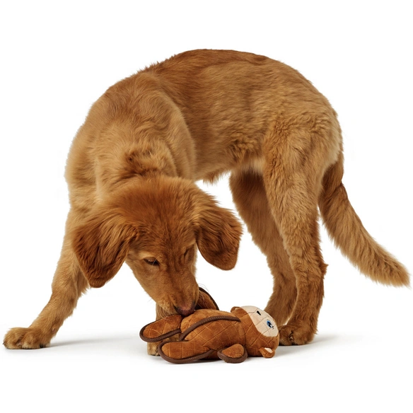 Hundespielzeug, mehrfarbig