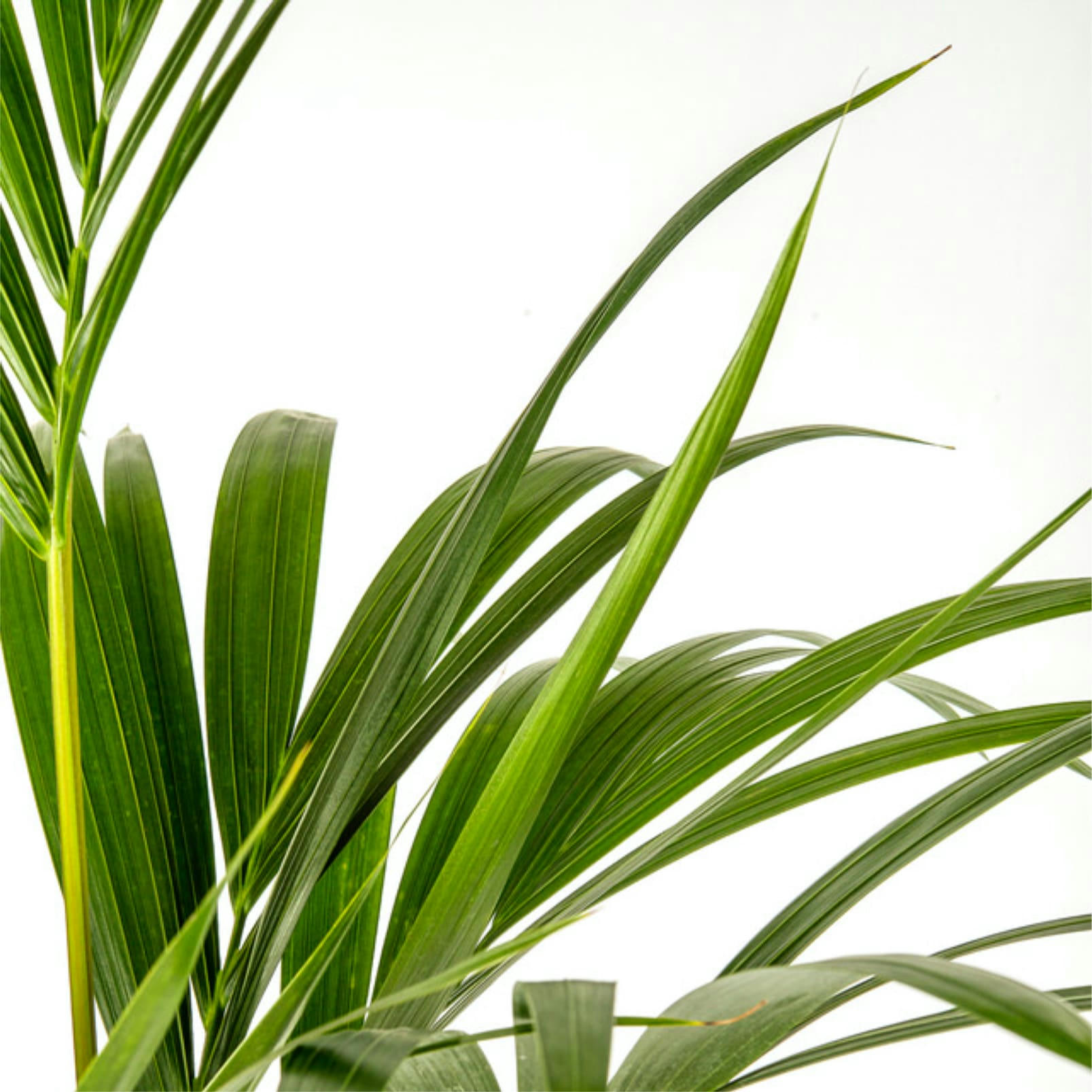 - Plante d'intérieur - Palmier Kentia de 120cm en pot blanc gris