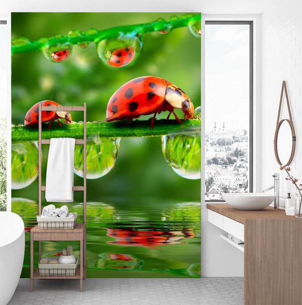 Feeby Fototapeta, Biedronki krople wody 100x140